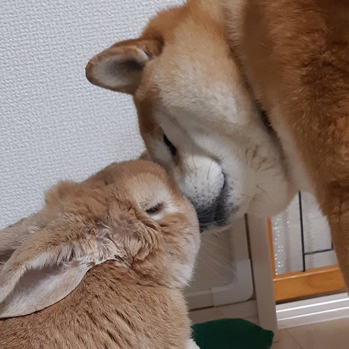 犬のベストショット