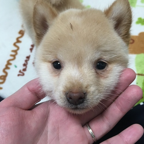 犬のベストショット