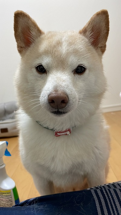 犬のベストショット