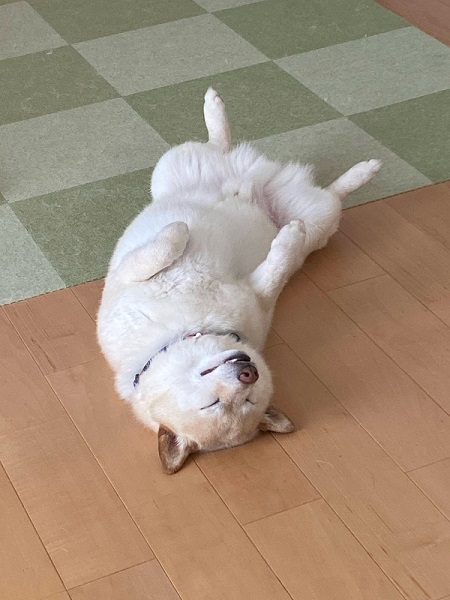 犬のベストショット