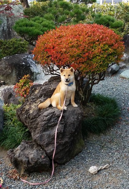 犬のベストショット