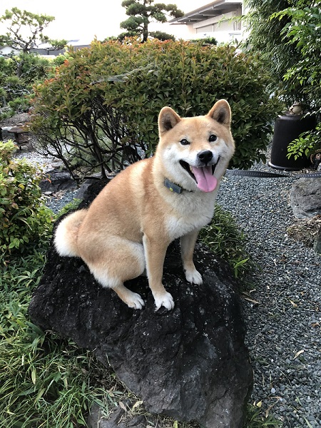 犬のベストショット