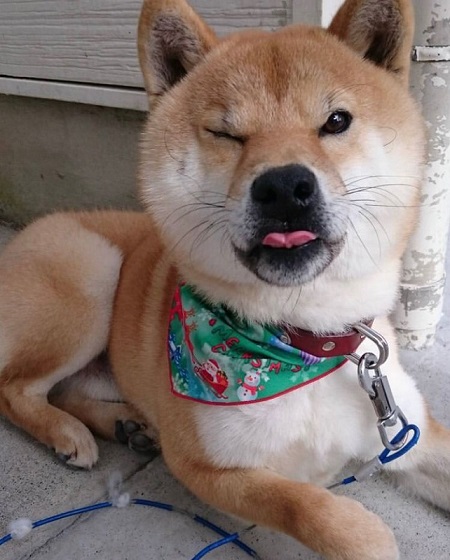 犬のベストショット