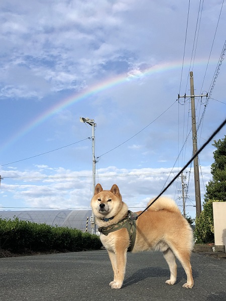 犬のベストショット