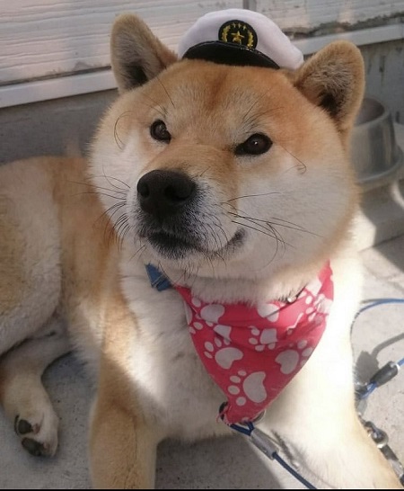 犬のベストショット