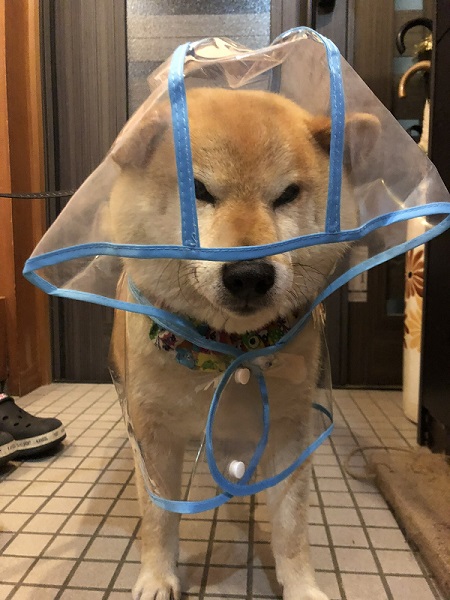 犬のベストショット