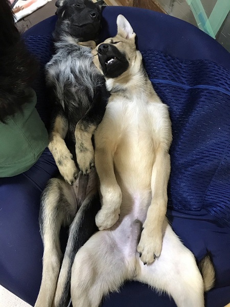 犬のベストショット