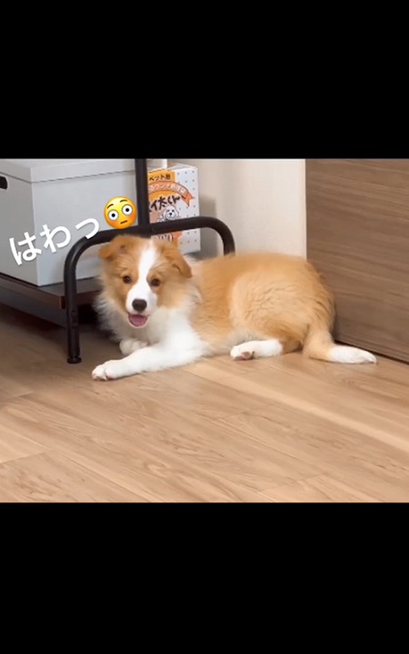 ボダコ