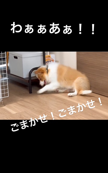 犬