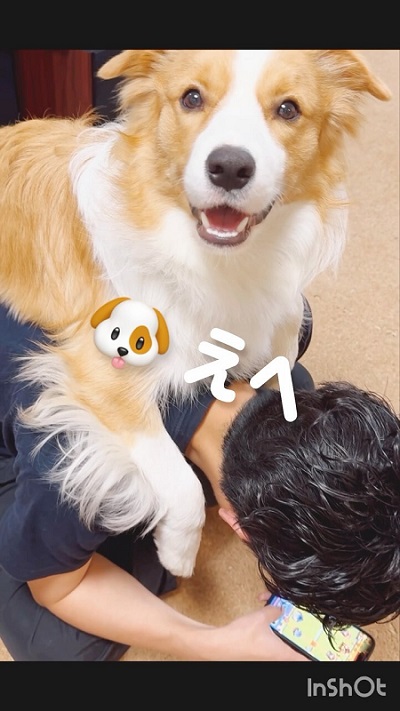 犬