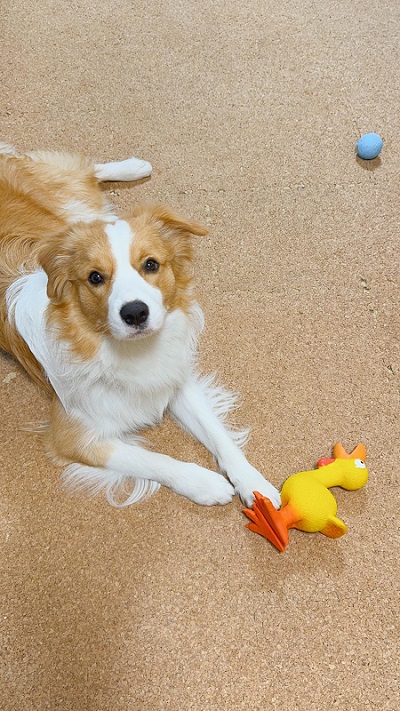 犬