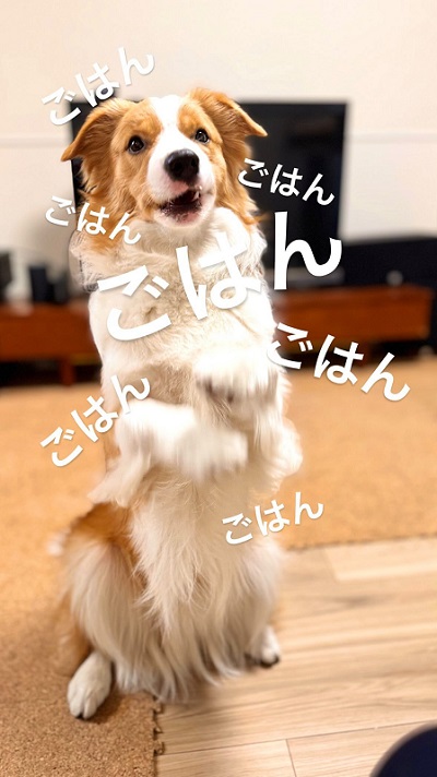 犬