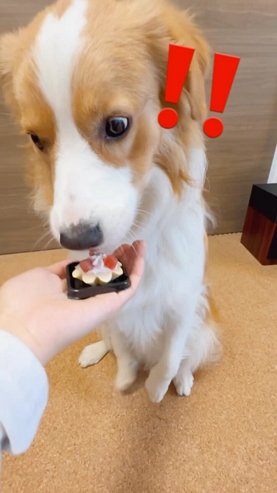 犬