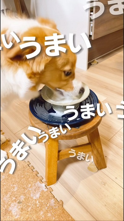 犬