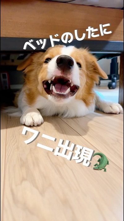 犬