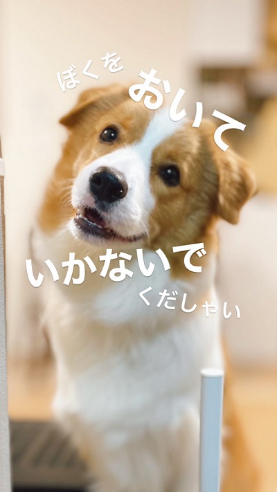 犬