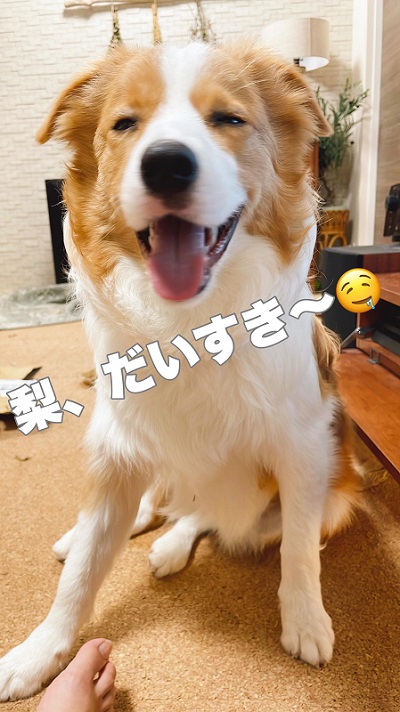 犬