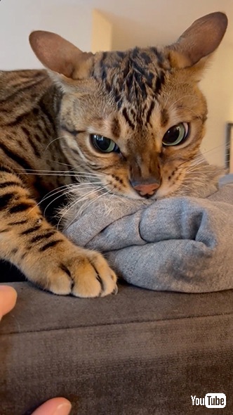 捕まえた上着を必死に守ろうとする猫