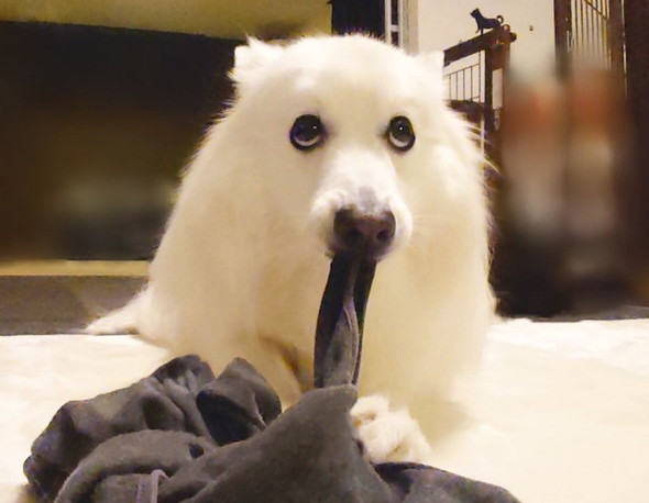 イタズラするワンコ