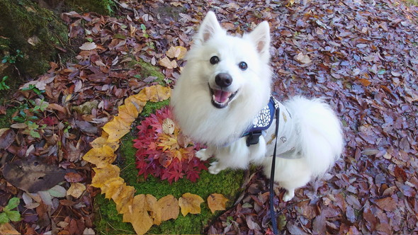 外で笑顔のワンコ