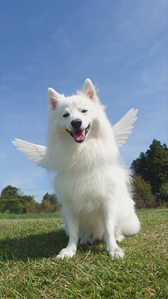 天使の羽つけてるワンコ