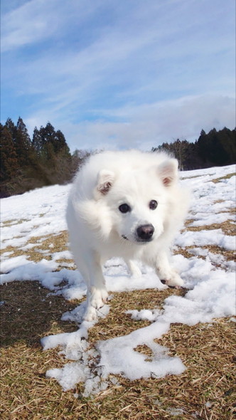 猪突猛進なワンコ