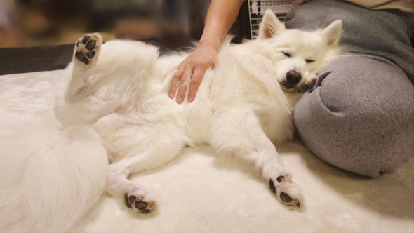 お腹見せてるワンコ