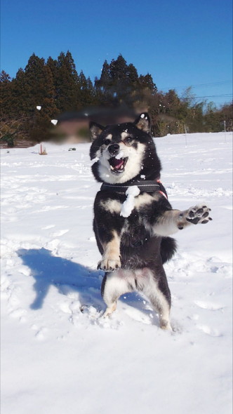 飛ぶ雪を見るワンコ