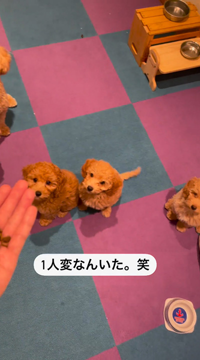 お座りする子犬3匹