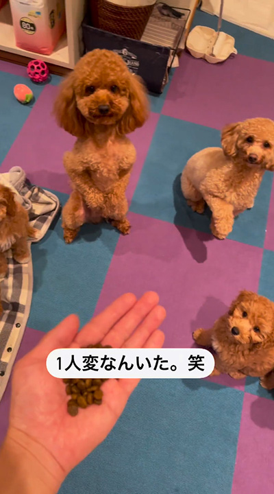 前あしちょいちょい