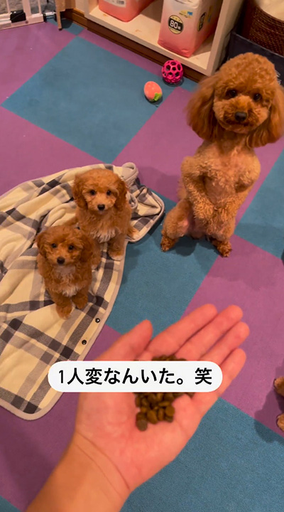 座る子犬2匹とププくん