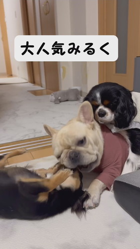 妹ワンコに大人気の姉ワンコ