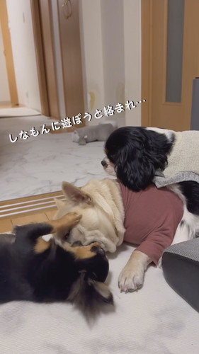 甘がみをするしなもんちゃん