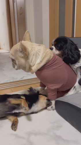 背中にはぴったりとくっつくここあちゃん