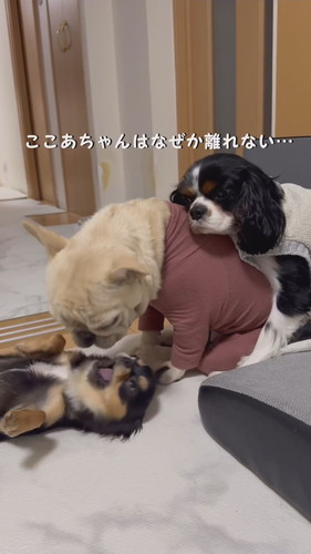 背中にはぴったりとくっつくここあちゃん