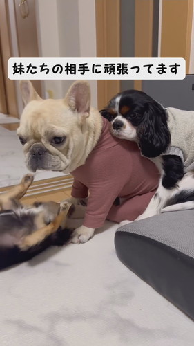 妹たち相手に頑張るみるくちゃん