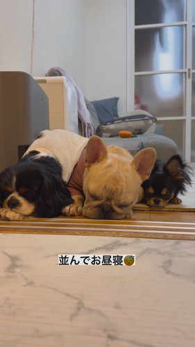 3匹が並んでお昼寝