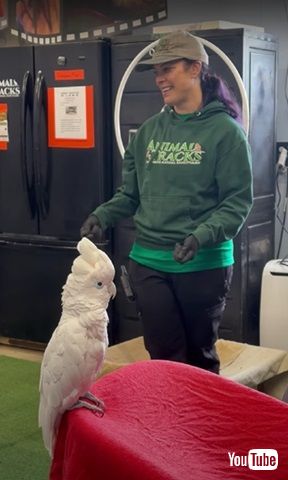 おとなしいオウム