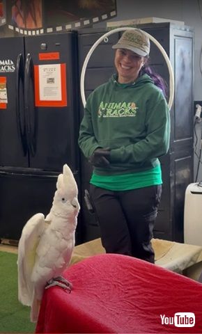 会話に混じるオウム