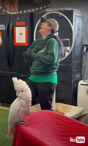 すっとぼけたオウム