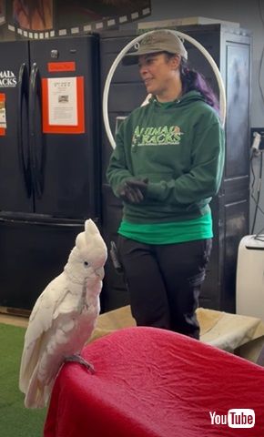 足を上げるオウム