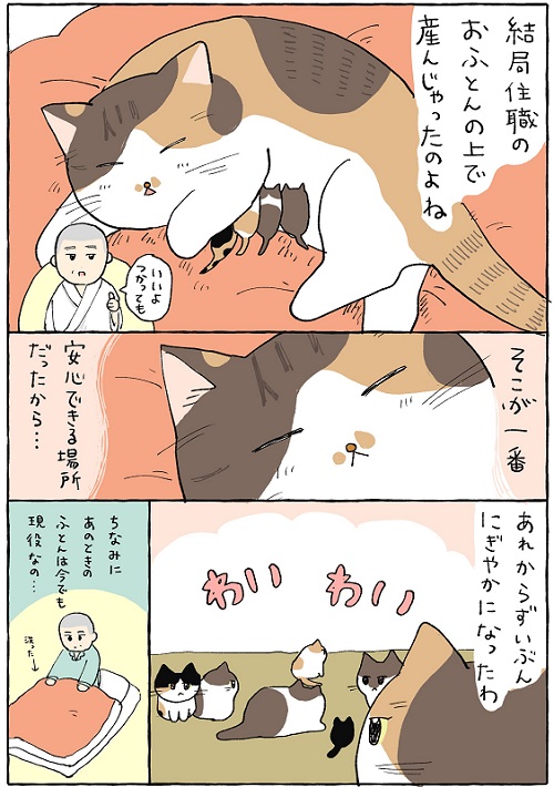 てらねこミー子の日常