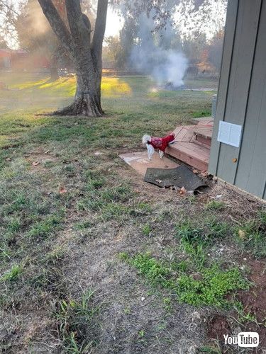 「Jack Doesn't Like His New Sweater || ViralHog」