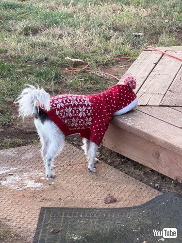 「Jack Doesn't Like His New Sweater || ViralHog」