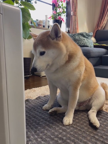 ヒーター前に座る柴犬