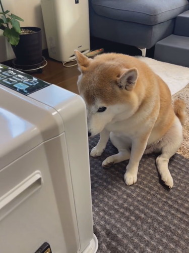 ヒーター前に座る柴犬