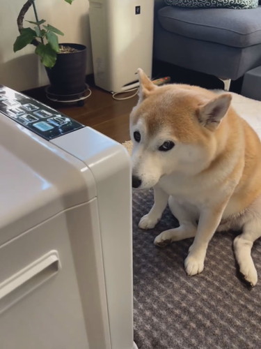 ヒーター前に座る柴犬