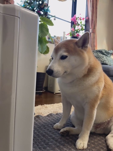 ヒーター前に座る柴犬