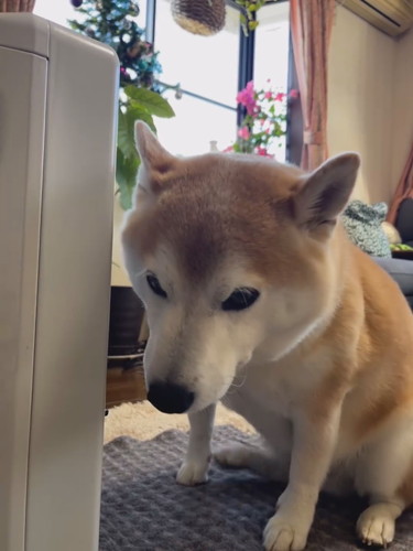 ヒーター前に座る柴犬