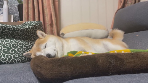眠る柴犬